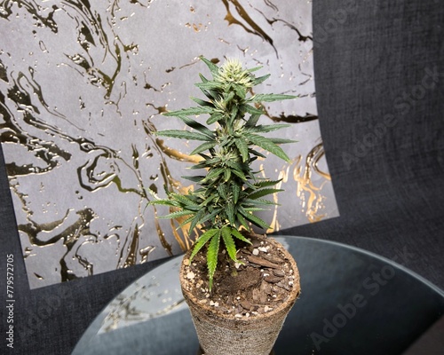 High angle shot of a green cannabis plant in a flowerpot on a background of a golden poster