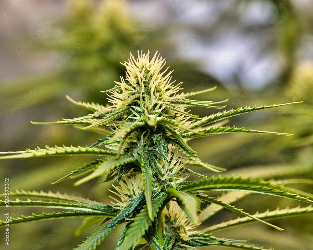 Closeup shot of a green cannabis plant with long leaves on an isolated background Closeup shot of a green cannabis plant with long leaves on an isolated background