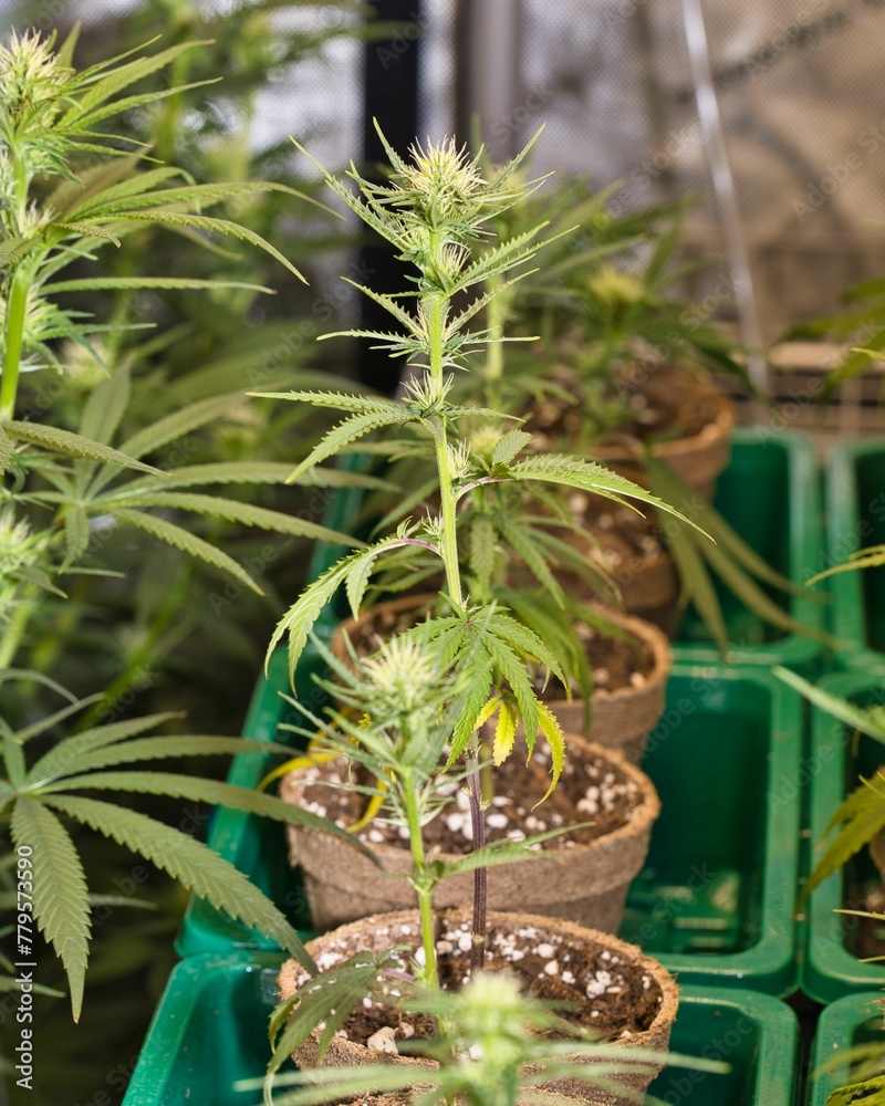 Obraz premium Vertical shot of single cannabis plants growing in flower pots