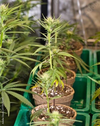 Vertical shot of single cannabis plants growing in flower pots