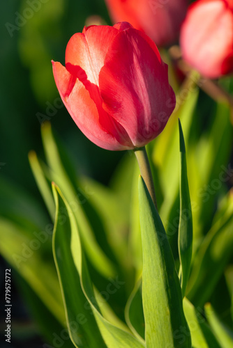 Beautifully blooming tulip in the garden.
