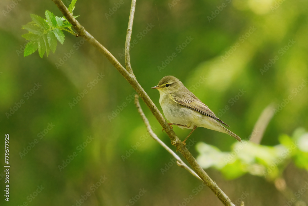 Obraz premium Willow warbler (Phylloscopus trochilus) sitting on a branch in the forest in spring.