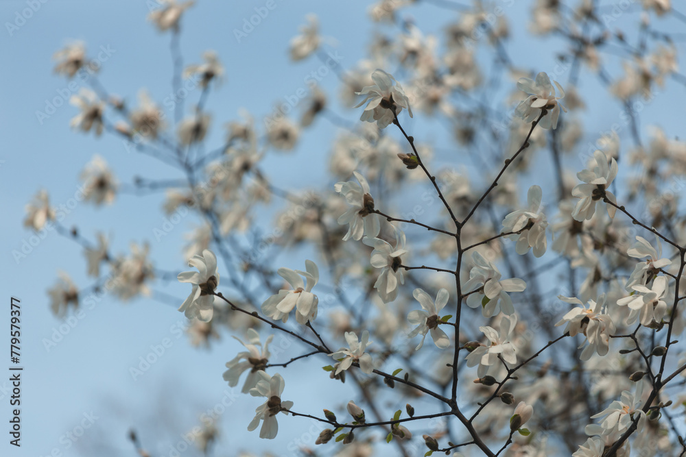 Blooming white magnolia in spring. Twigs with flowers. Beautiful magnolia flowers in soft light. Selective focus. Dnepr city, Ukraine. Personifications of spring beauty. The magic of blooming Blooming white magnolia in spring. Twigs with flowers. Beautiful magnolia flowers in soft light. Selective focus. Dnepr city, Ukraine. Personifications of spring beauty. The magic of blooming