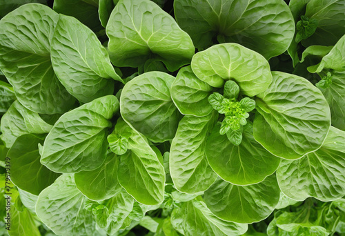 Lettuce leaves bright colors on white background