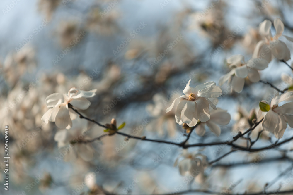 Blooming white magnolia in spring. Twigs with flowers. Beautiful magnolia flowers in soft light. Selective focus. Dnepr city, Ukraine. Personifications of spring beauty. The magic of blooming Blooming white magnolia in spring. Twigs with flowers. Beautiful magnolia flowers in soft light. Selective focus. Dnepr city, Ukraine. Personifications of spring beauty. The magic of blooming