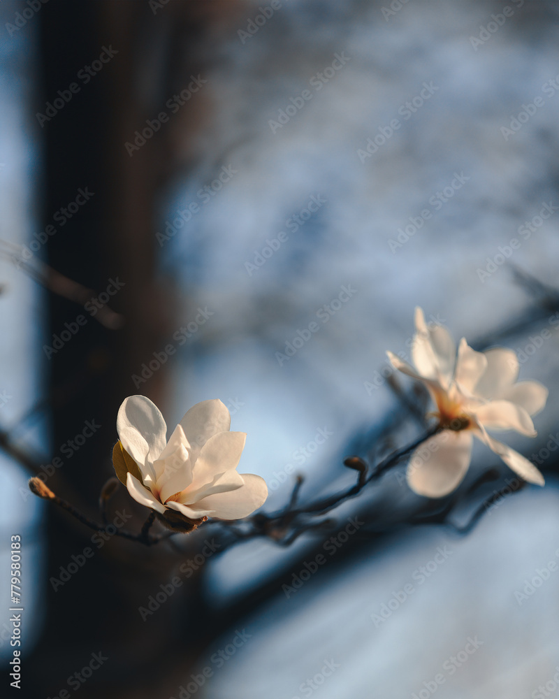 Blooming white magnolia in spring. Twigs with flowers. Beautiful magnolia flowers in soft light. Selective focus. Dnepr city, Ukraine. Personifications of spring beauty. The magic of blooming Blooming white magnolia in spring. Twigs with flowers. Beautiful magnolia flowers in soft light. Selective focus. Dnepr city, Ukraine. Personifications of spring beauty. The magic of blooming