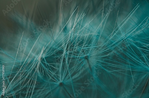 Close-up macro shot of Dandelion puffy pappus -great match for backgrounds and wallpapers photo