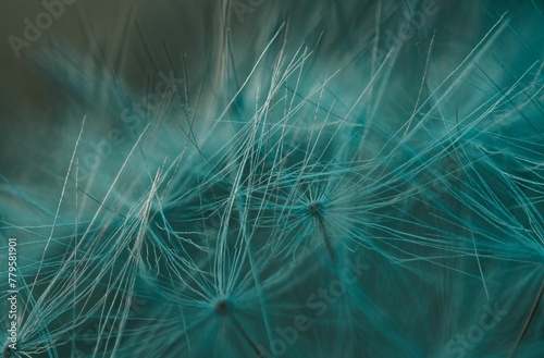 Slika na platnu Close-up macro shot of Dandelion puffy pappus -great match for backgrounds and w