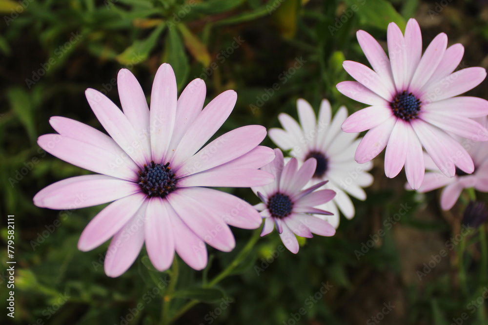 pink daisy flower pink daisy flower
