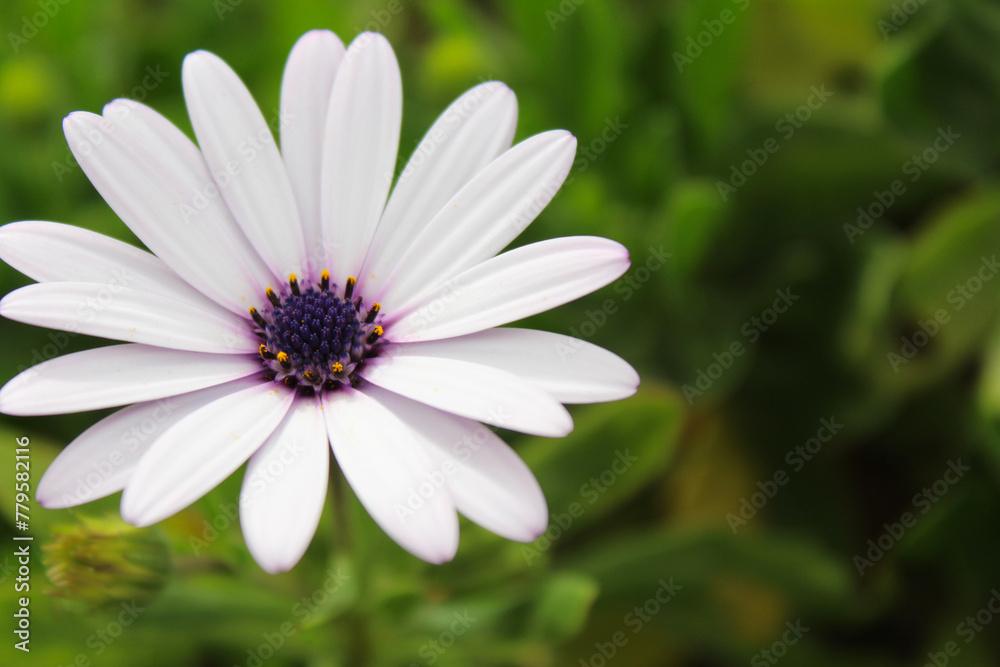 daisy in the grass, delicate light purple flower on a green background, daisy in the grass, delicate light purple flower on a green background,