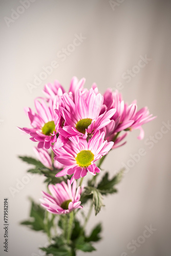 Naturaleza, flores, belleza colorido