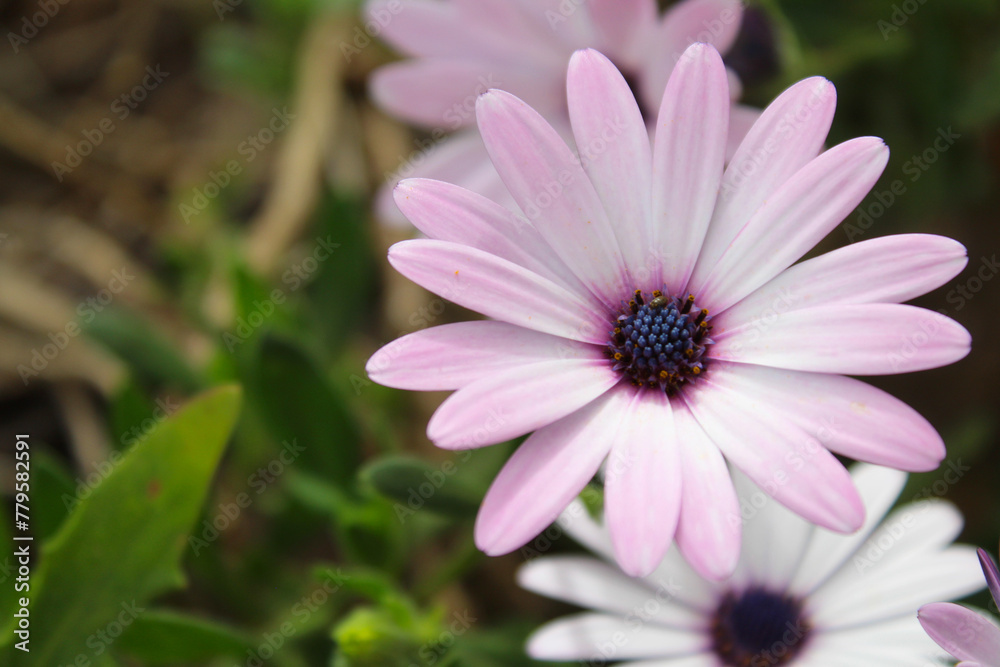 pink daisy flower pink daisy flower