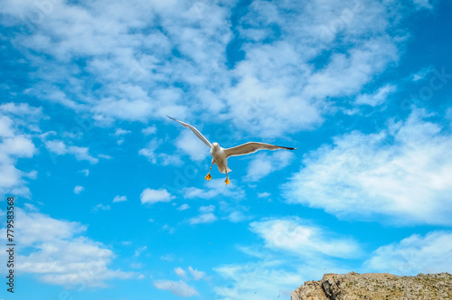 Seagull over Sa Falconera in Menorca Island  Spain.