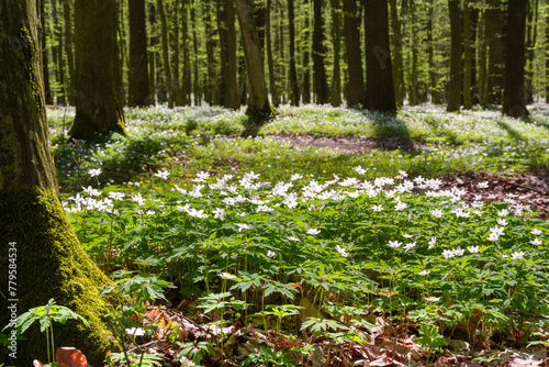 White anemone flowers in spring forest. Glade of anemone nemorosa flowers