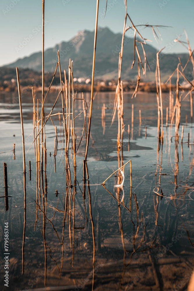 Vertical shot of wild reeds growing in water near mountains in Luzern, Switzerland