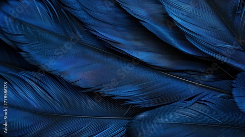 Detailed close-up view of navy blue bird feathers