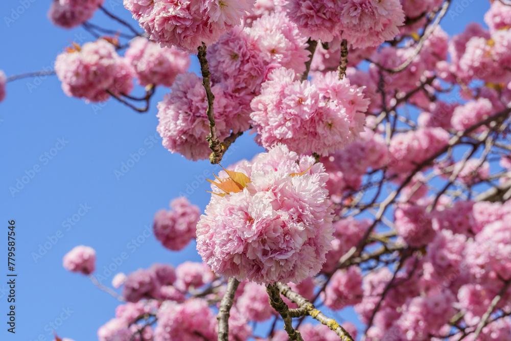 Low angle of branches of japanese flowering cherry (Prunus 'Kanzan') on blue sky background Low angle of branches of japanese flowering cherry (Prunus 'Kanzan') on blue sky background