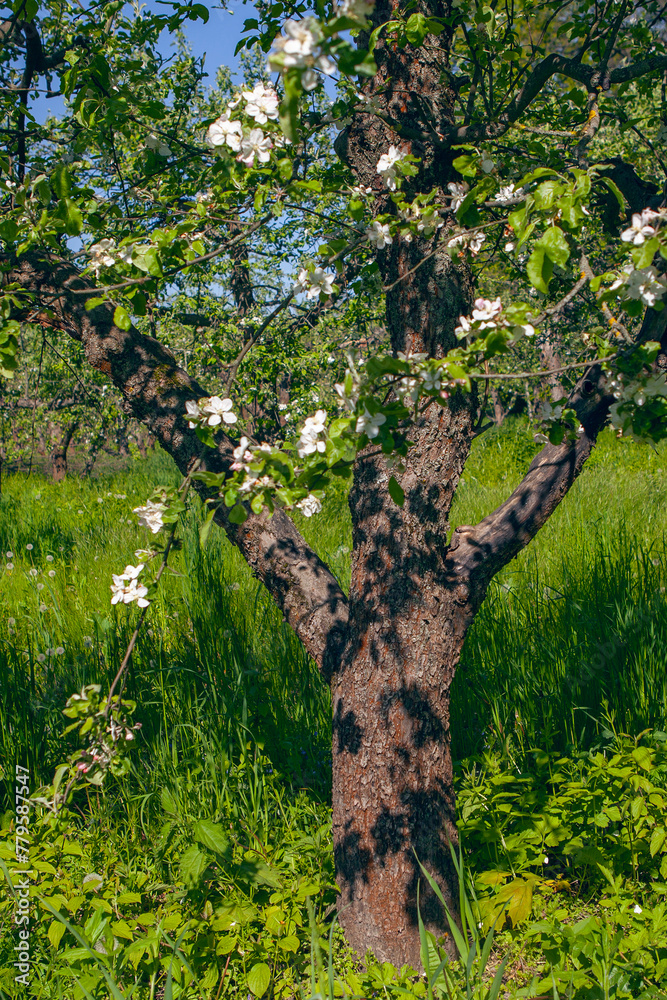 Fototapeta premium Blooming apple garden in spring in Kyiv VDNG park , Ukraine