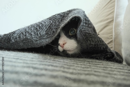 Cute black and white cat looking from underneath the blanket