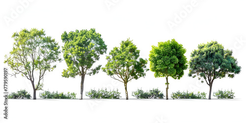 trees isolated on white