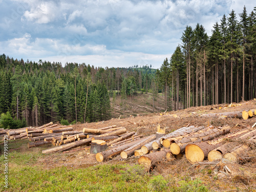 Clearcutting Spruce Trees in the Forest after bark beetle infestation © AVTG