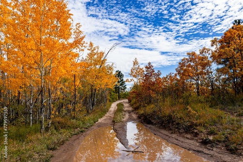 Scenic view of a road in a forest in Jemez mountains, New Mexico under a cloudy blue sky in autumn photo