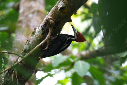 Closeup of a Crimson-crested woodpecker perched on a branch of a green tree