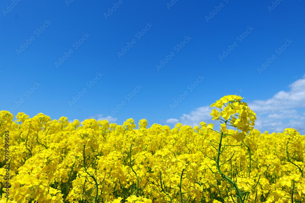 横浜町の菜の花畑。横浜、青森、日本。5月中旬。 横浜町の菜の花畑。横浜、青森、日本。5月中旬。