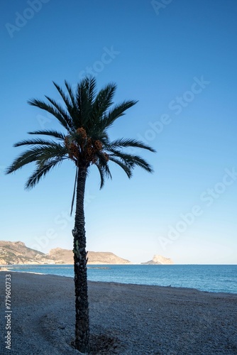 Vertical shot of a beautiful pebble beach with a palm tree against a blue sky in Alicante © Wirestock