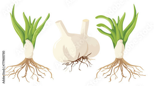 Garlic head with roots. Organic food. Isolated vector