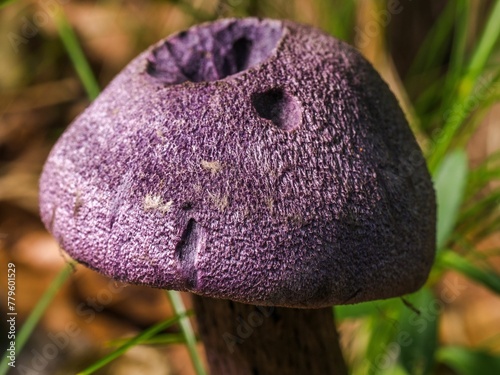 Closeup shot of a violet webcap (Cortinarius violaceus) in the forest