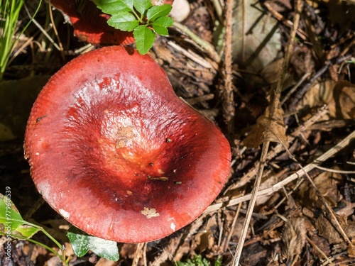 Closeup shot of a Russula mushroom in the forest