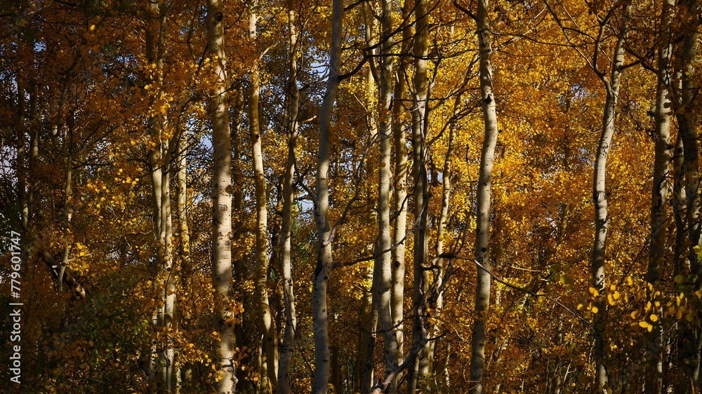 Group of tall autumn trees with orange leaves in the forest