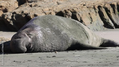 Elephant seal resting on Drakes beach in Point Reyes National Seashore