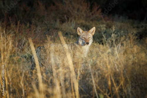 Coyote in the weathered valley