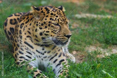 Majestic view of an amur leopard sitting on a grassy ground