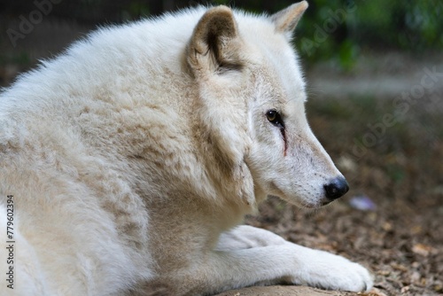 Closeup portrait of a beautiful white wolf sitting on a ground