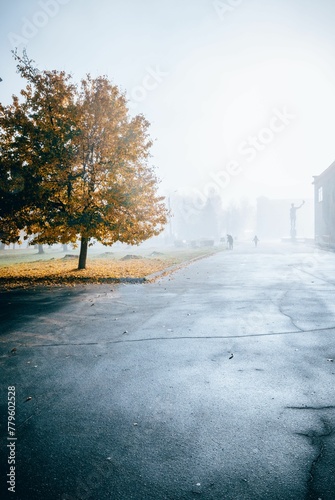Fototapeta Naklejka Na Ścianę i Meble -  Beautiful view of a fog over the street in a small town