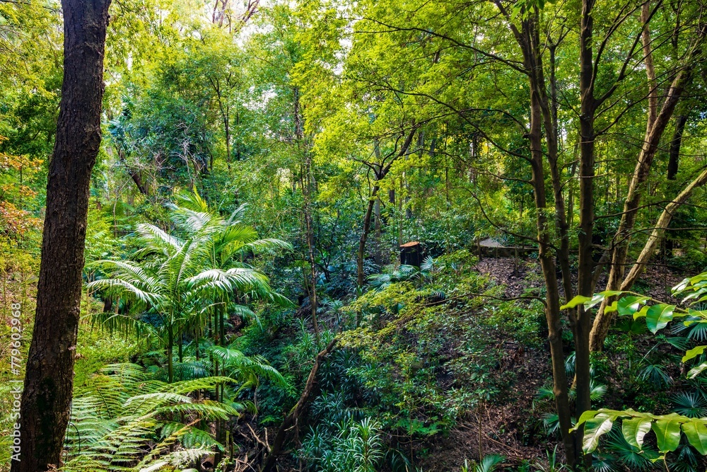 Obraz premium Scenic view of lush green nature in a jungle with exotic plants and vegetation in a daylight