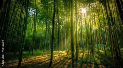 nature sunlight in forest in morning beautiful view 