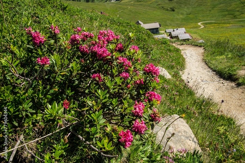 Landscape of green hiking trails with flowers in charamillon gondola alps in Haute Savoie, France photo