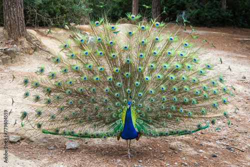 Peacock spreading its beautiful colorful tail. Plaka Forest, located in the Plaka Region of Kos Island. Greece