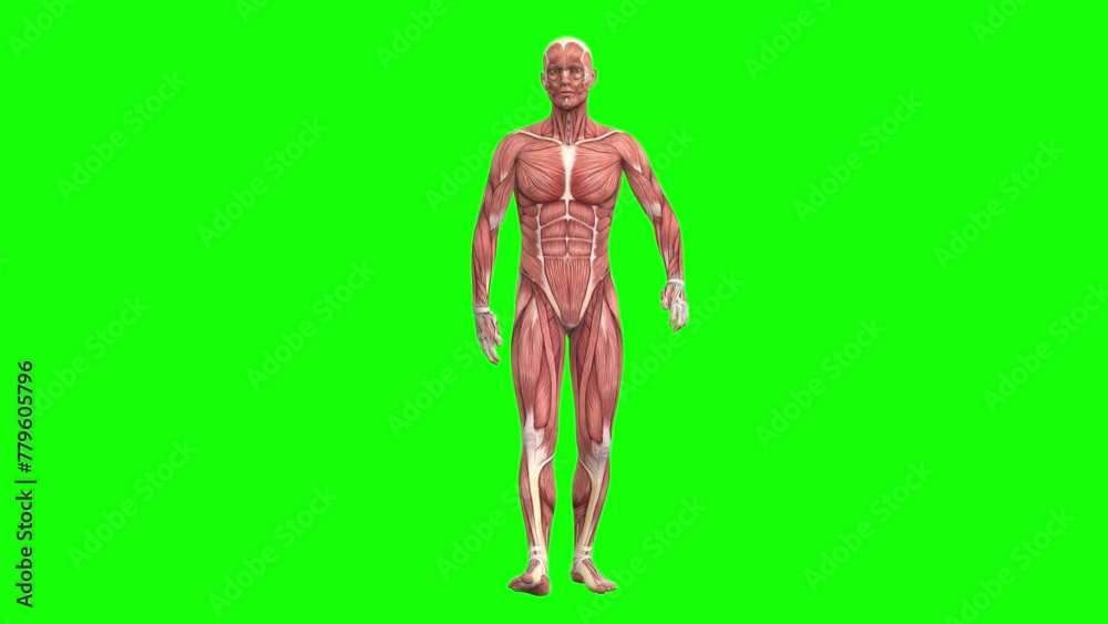 3D male muscles anatomy walking on green screen seamless loop 3D animation, front view. You can easily key out (remove) the green screen with just one click using any video editor. 3D male muscles anatomy walking on green screen seamless loop 3D animation, front view. You can easily key out (remove) the green screen with just one click using any video editor.