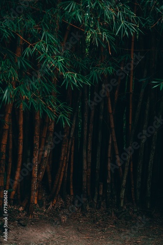 Beautiful shot of bamboos in a forest