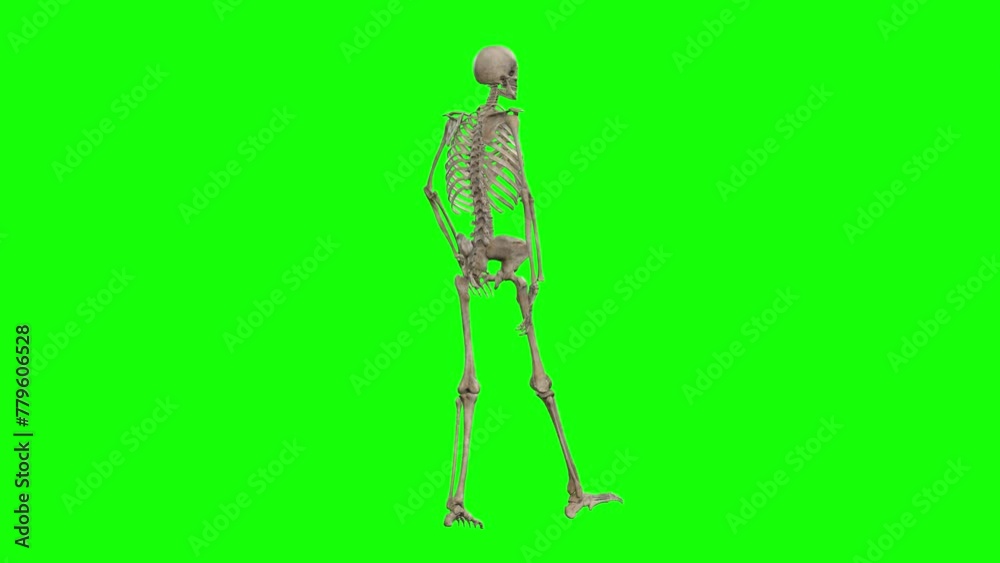 Skeleton Rotation Gif A skeleton 3D character walking and rotating 360 on green screen ...