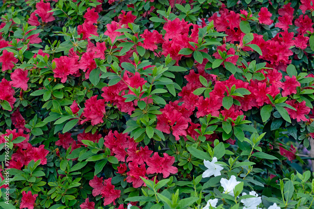 Bright fresh red rhododendron flowers in Kyiv bataniacl Garden orangery Bright fresh red rhododendron flowers in Kyiv bataniacl Garden orangery