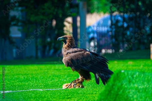 country vulture in the grass