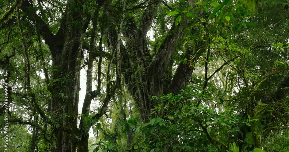 Lush green jungle with abundant trees, plants, and groundcover Lush green jungle with abundant trees, plants, and groundcover