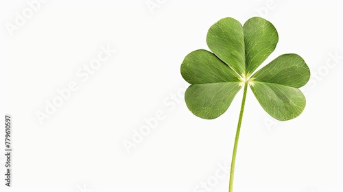 four leaf clover isolated on a white background
