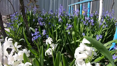 A patch of hyacinths in the park